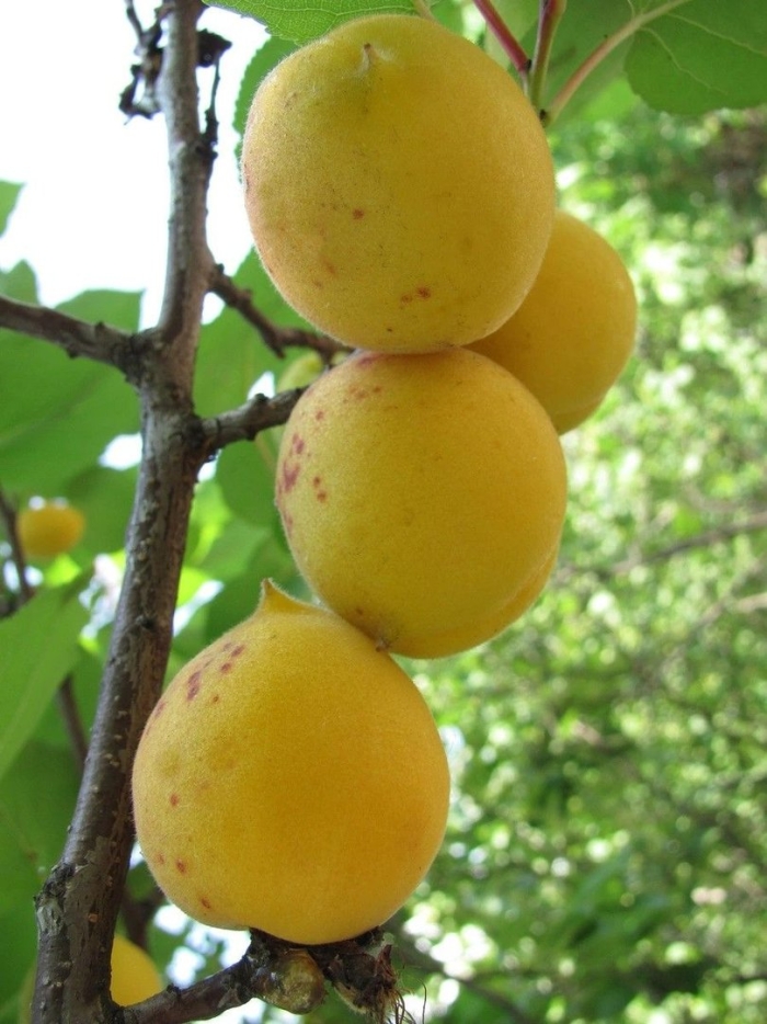 Абрикос обыкновенный триумф северный