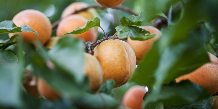 Абрикос сорта