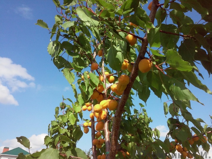 Абрикос шалах дерево