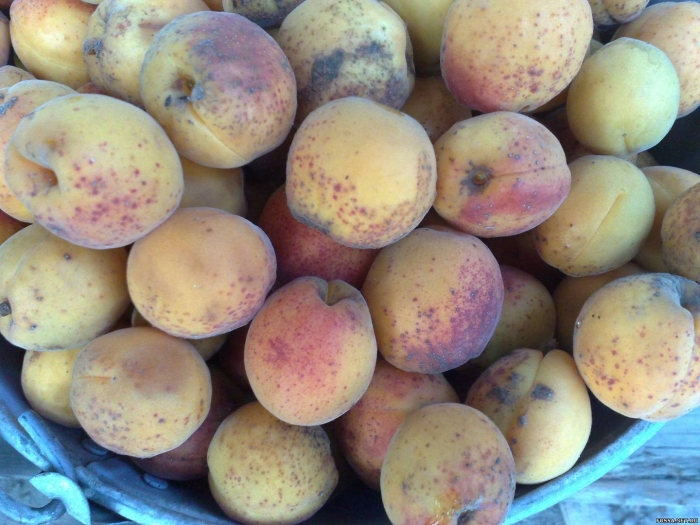 Абрикос жердель