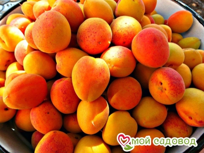 Абрикос персик