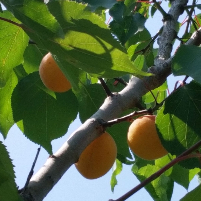 Абрикос ранний марусича