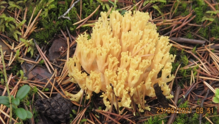 Оленьи рожки ramaria flava