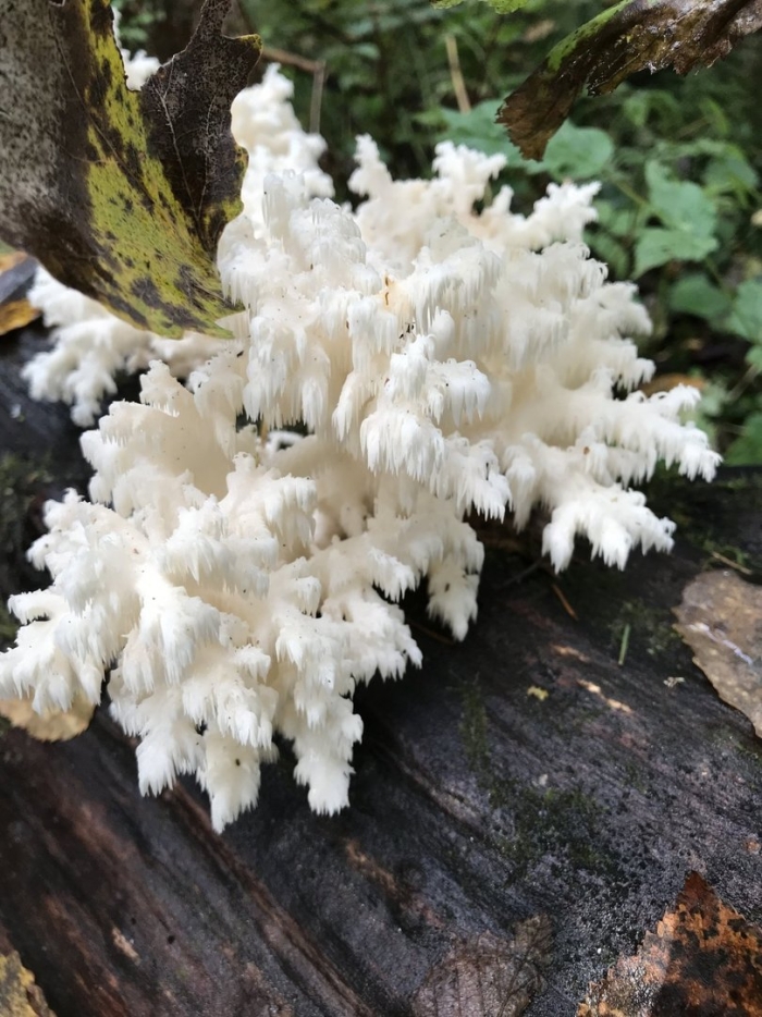 Ежовик гриб