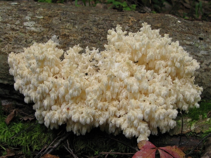 Ежовик коралловидный