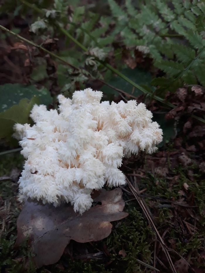 Гриб ежовик коралловидный