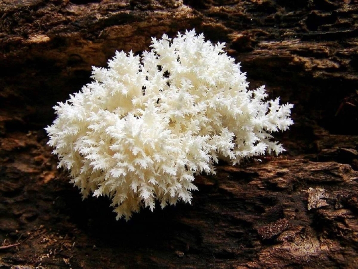 Ежовик коралловидный