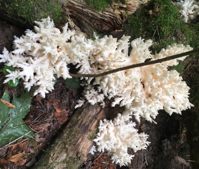 Ежовик коралловидный