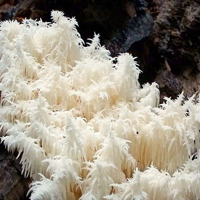 Ежовик коралловидный гериций