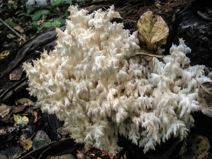 Ежовик коралловидный