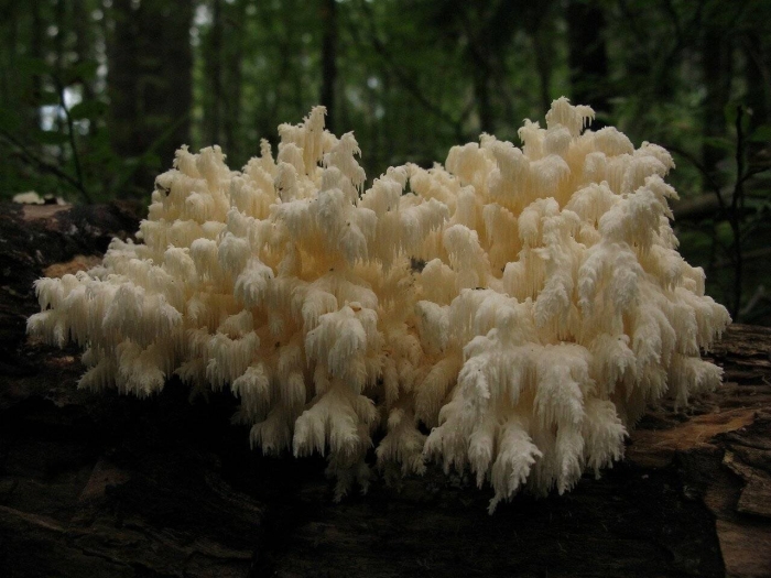 Ежовик коралловидный гериций