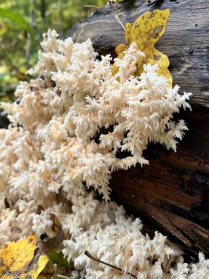 Ежовик коралловидный