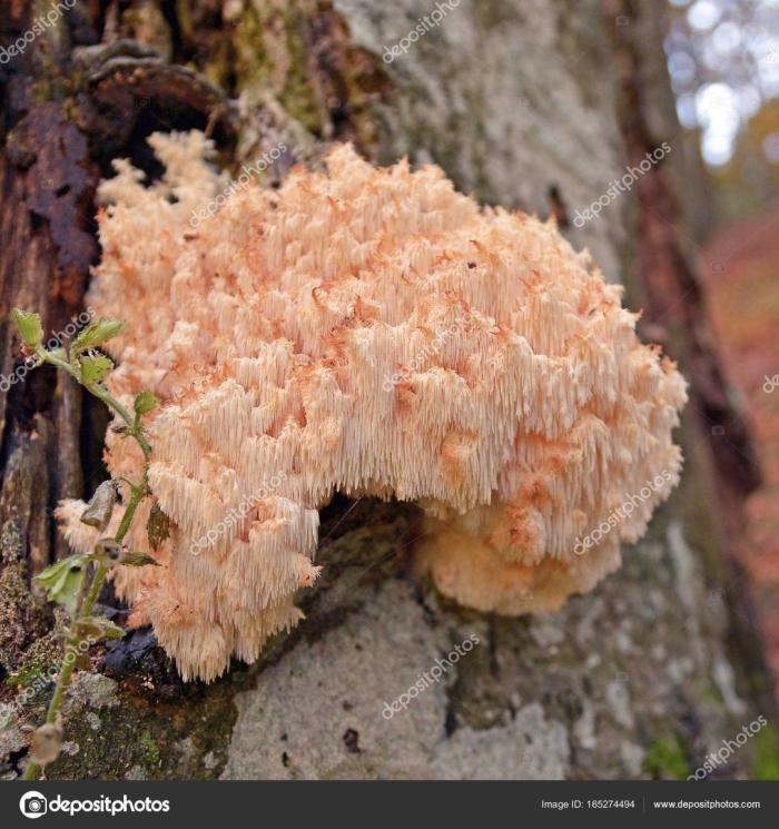 Ежовик гребенчатый гриб