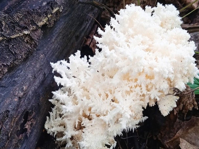 Ежовик коралловидный