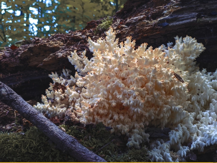 Ежовик коралловый гриб