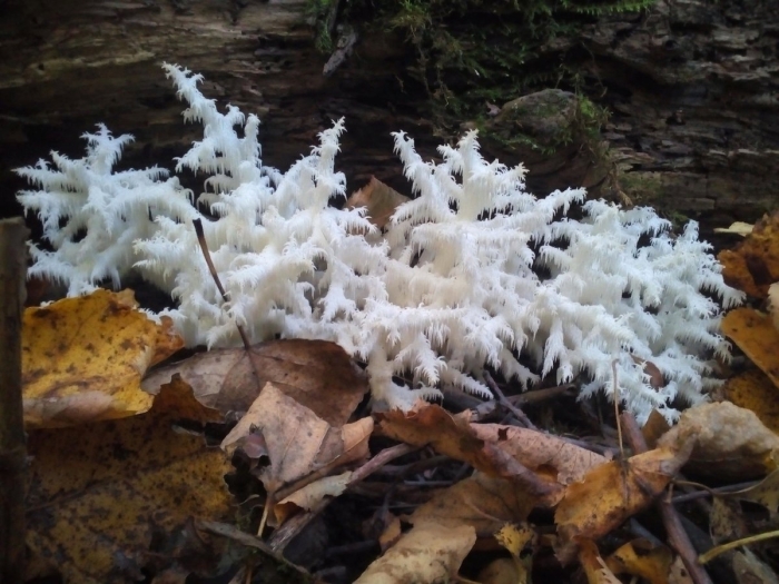 Ежовик коралловидный гериций