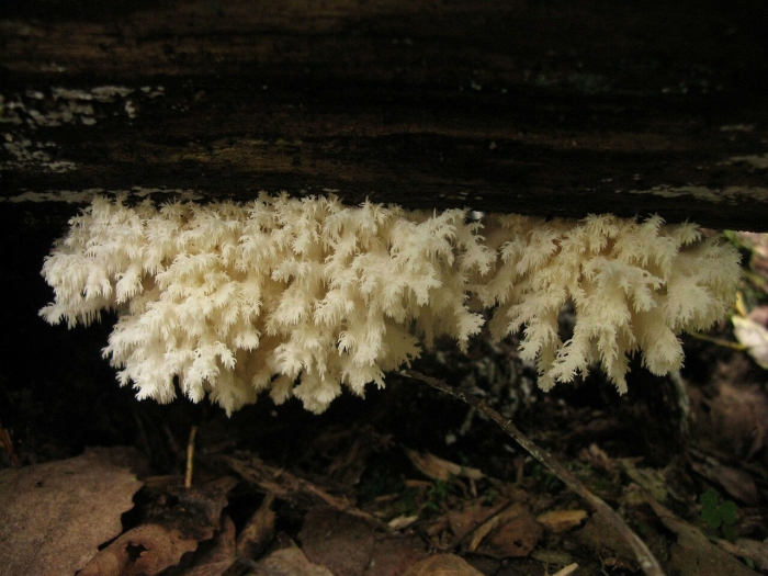 Ежовик коралловидный гериций