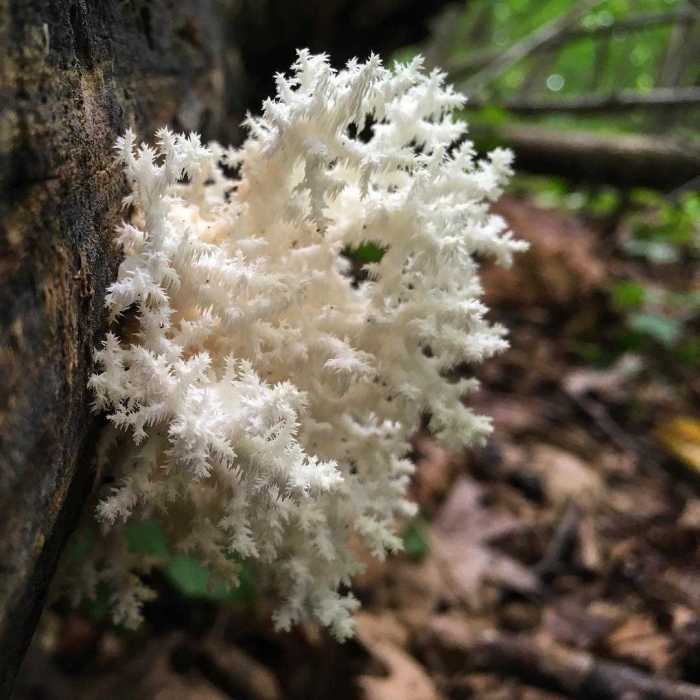 Ежевик коралловидный