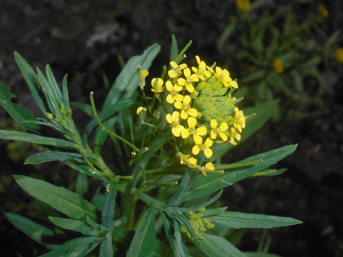 Erysimum cheiranthoides