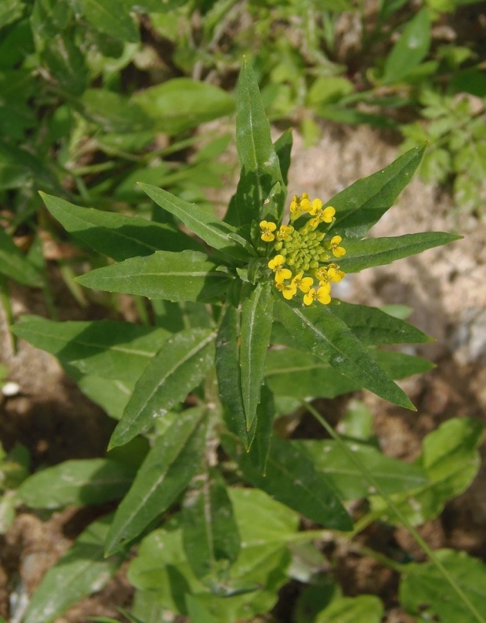 Желтушник левкойный сорняк