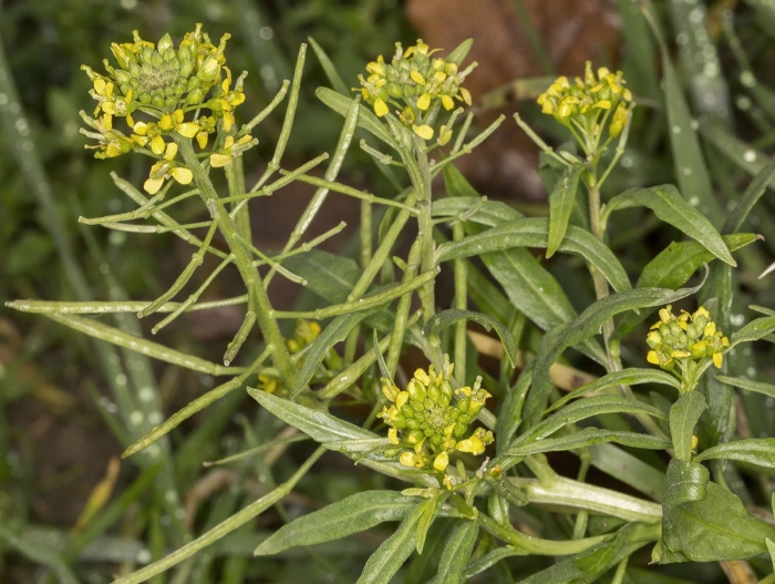 Желтушник левкойный