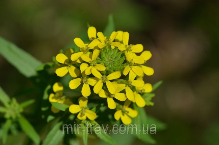 Желтушник аллиони