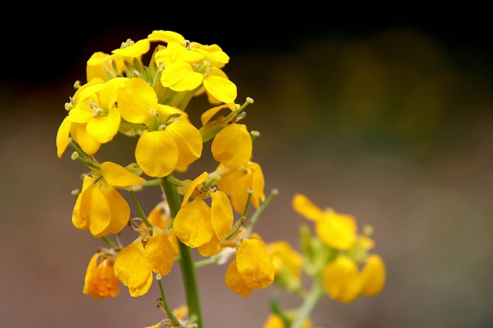 Ярко желтые цветы