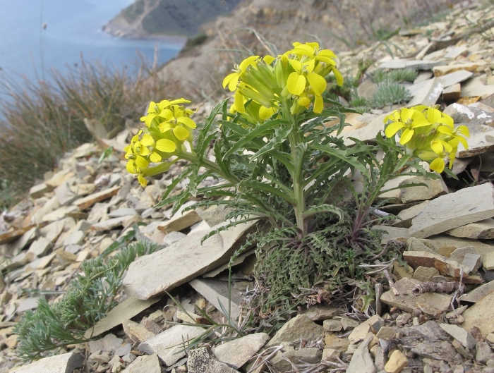 Erysimum rhaeticum