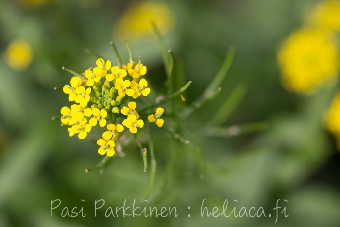 Сурепка обыкновенная