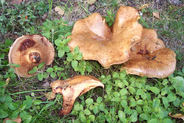 Гриб свинушка коровяк