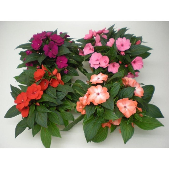 Бальзамин новогвинейский микс