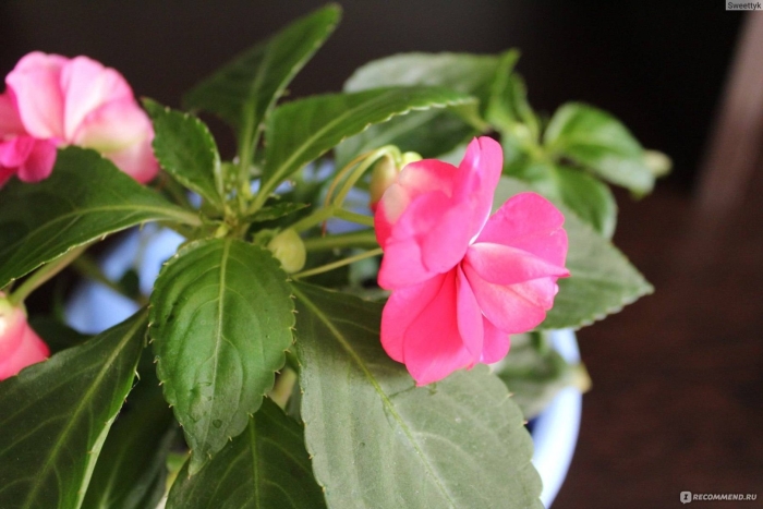 Цветок бальзамин ванька мокрый