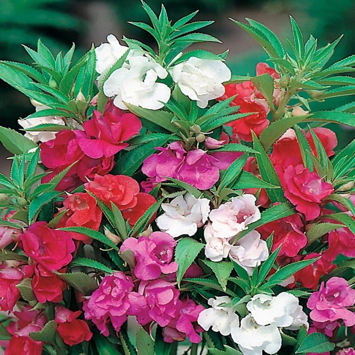 Бальзамин камелия