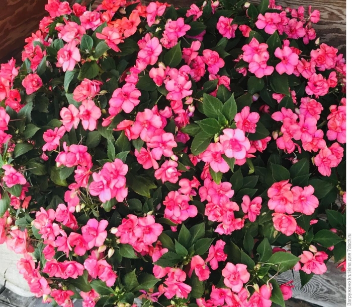 Бальзамин уоллера