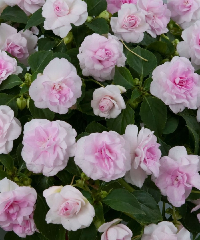 Бальзамин юнона махровый