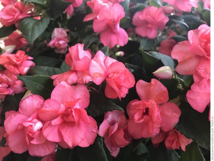 Бальзамин carousel fanciful peach