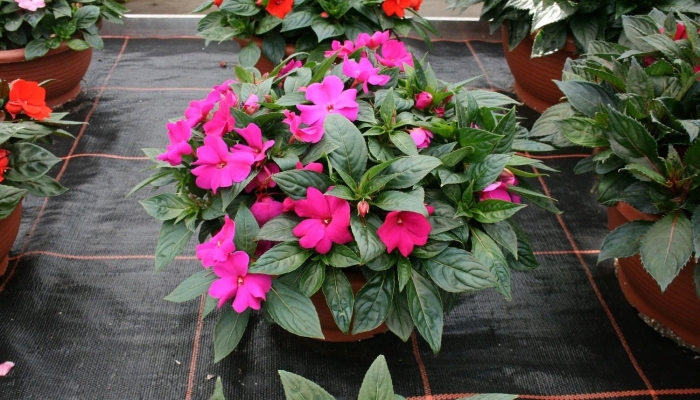 Комнатный бальзамин