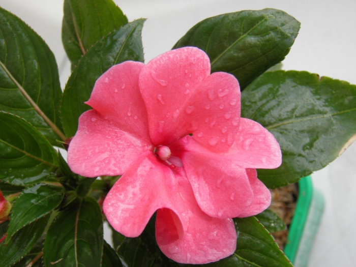 Бальзамин султанский