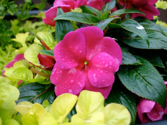 Новогвинейский бальзамин