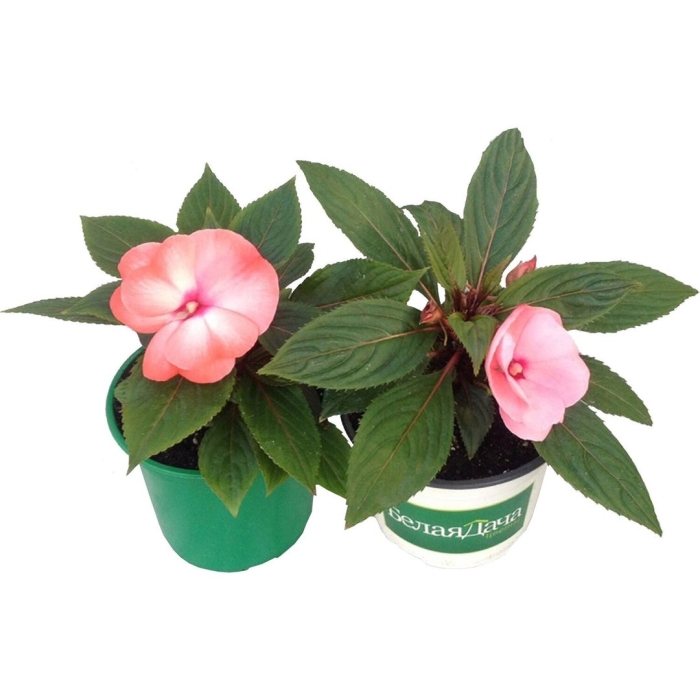 Комнатный бальзамин