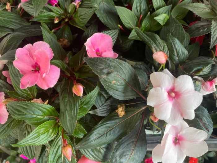 Бальзамин комнатный цветок