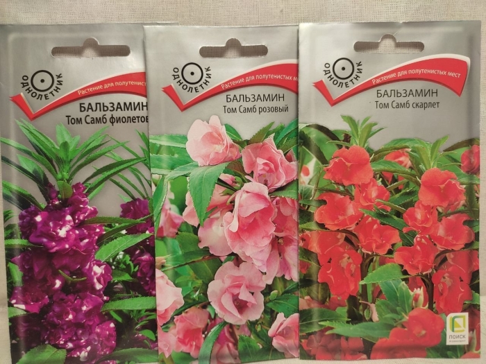 Бальзамин том самб