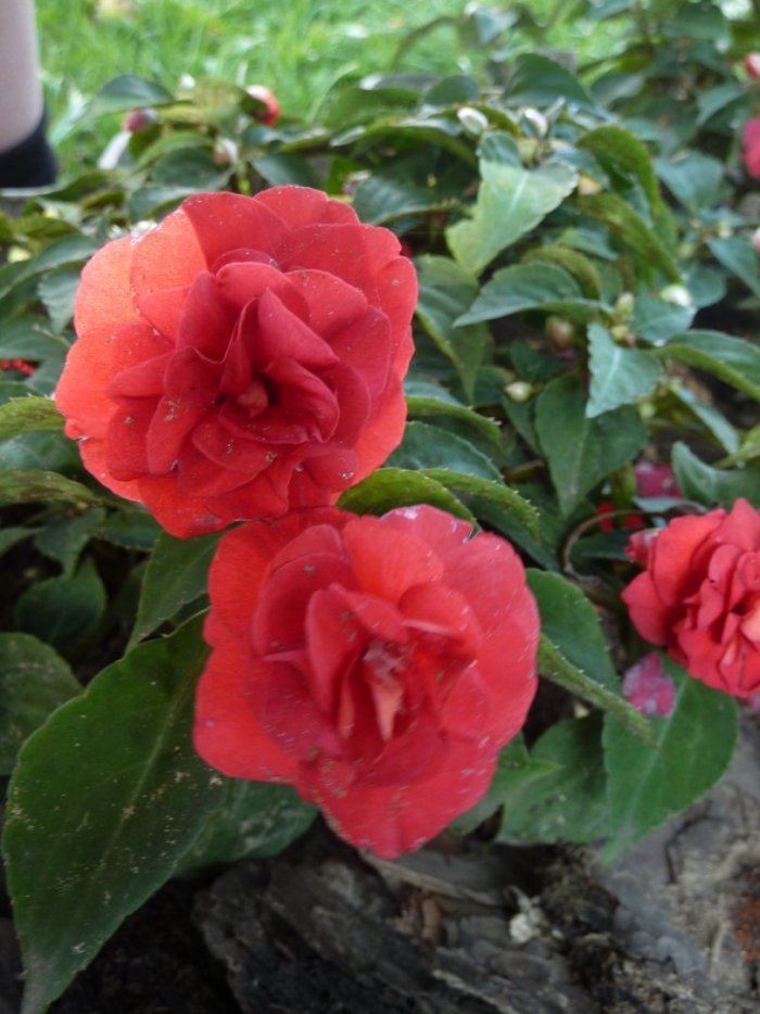 Бальзамин валлера махровый