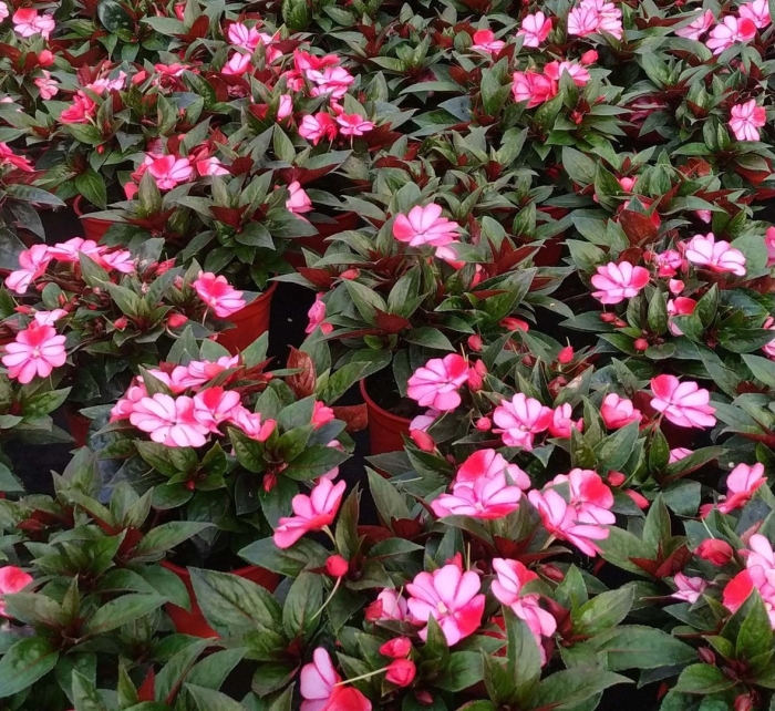 Ванька-мокрый бальзамин