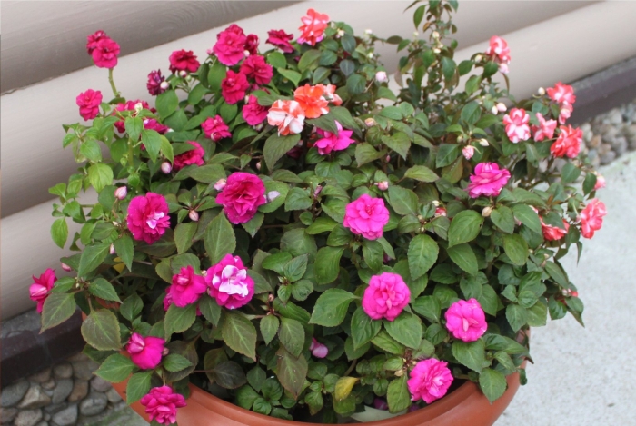 Садовый бальзамин