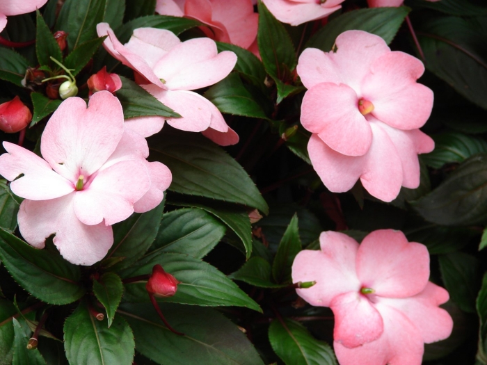 Бальзамин sol-luna pink