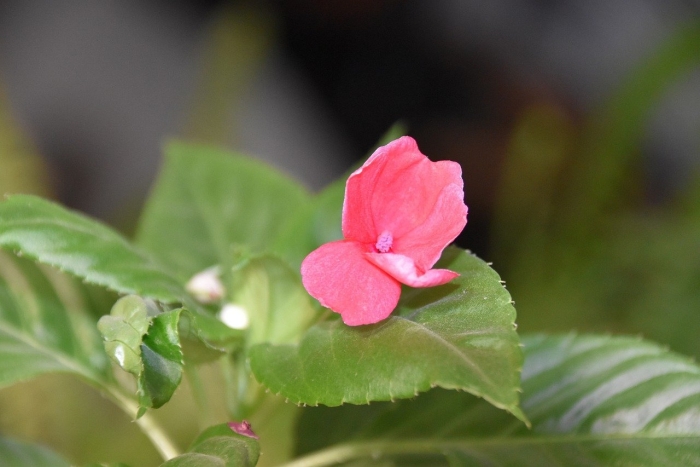 Impatiens glandulifera бальзамин