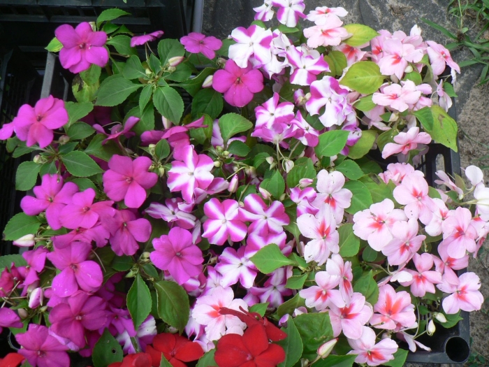 Садовый бальзамин