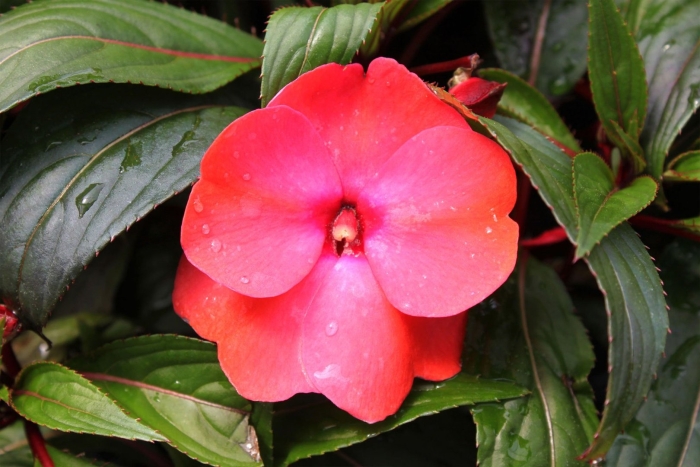 Бальзамин impatiens