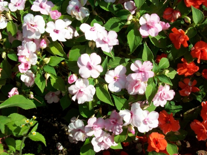 Бальзамин уоллера